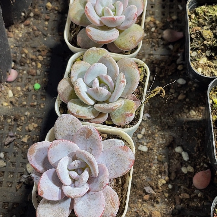 雪莲3.8带盆土发货