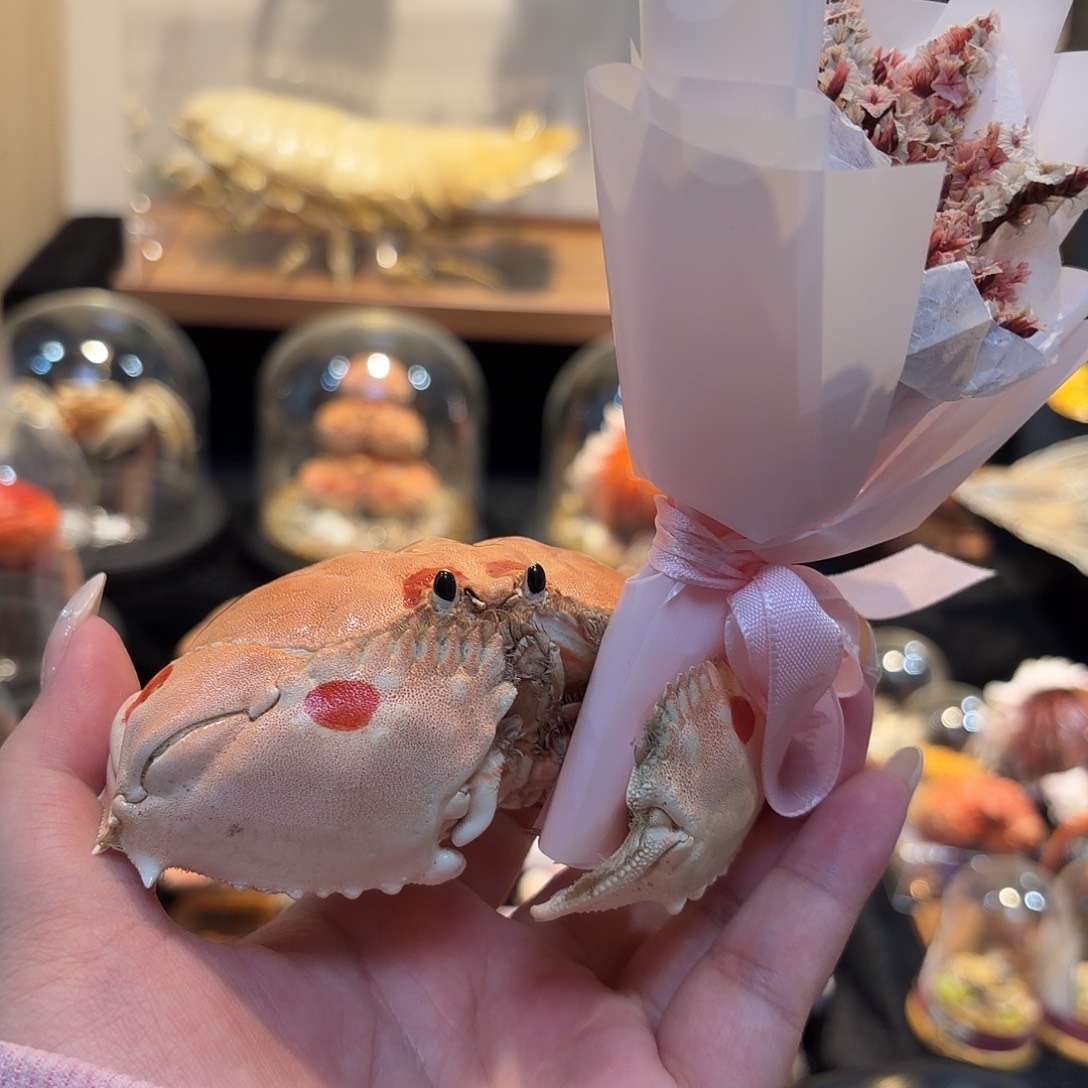 真实鲜花逍遥馒头蟹