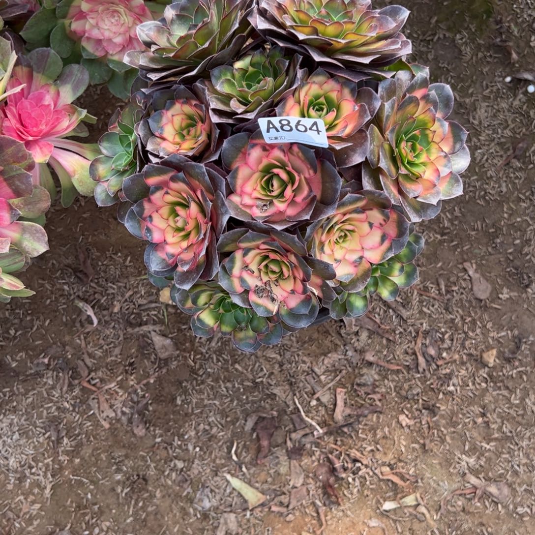 864玫瑰仙子多肉植物