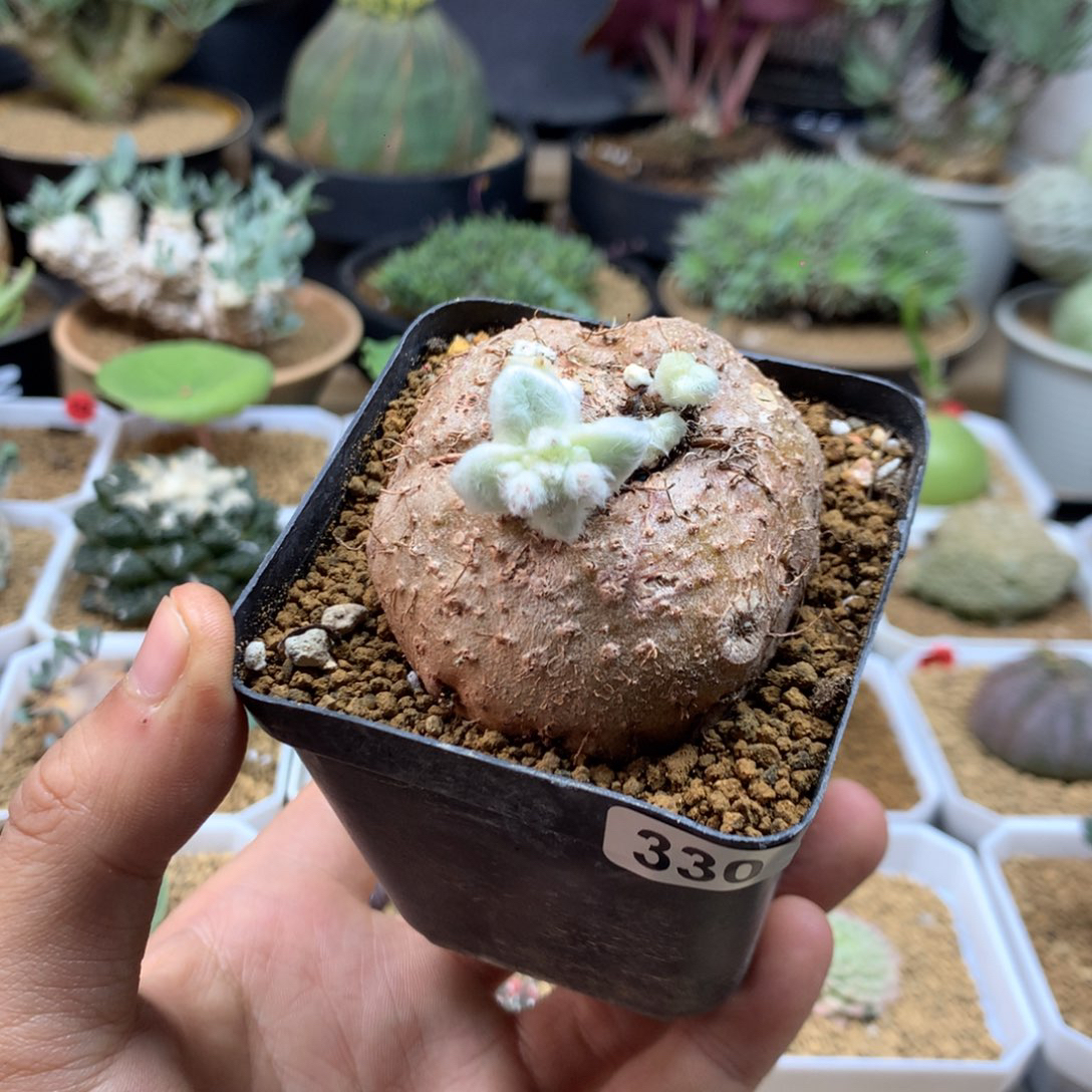 断崖女王带盆330