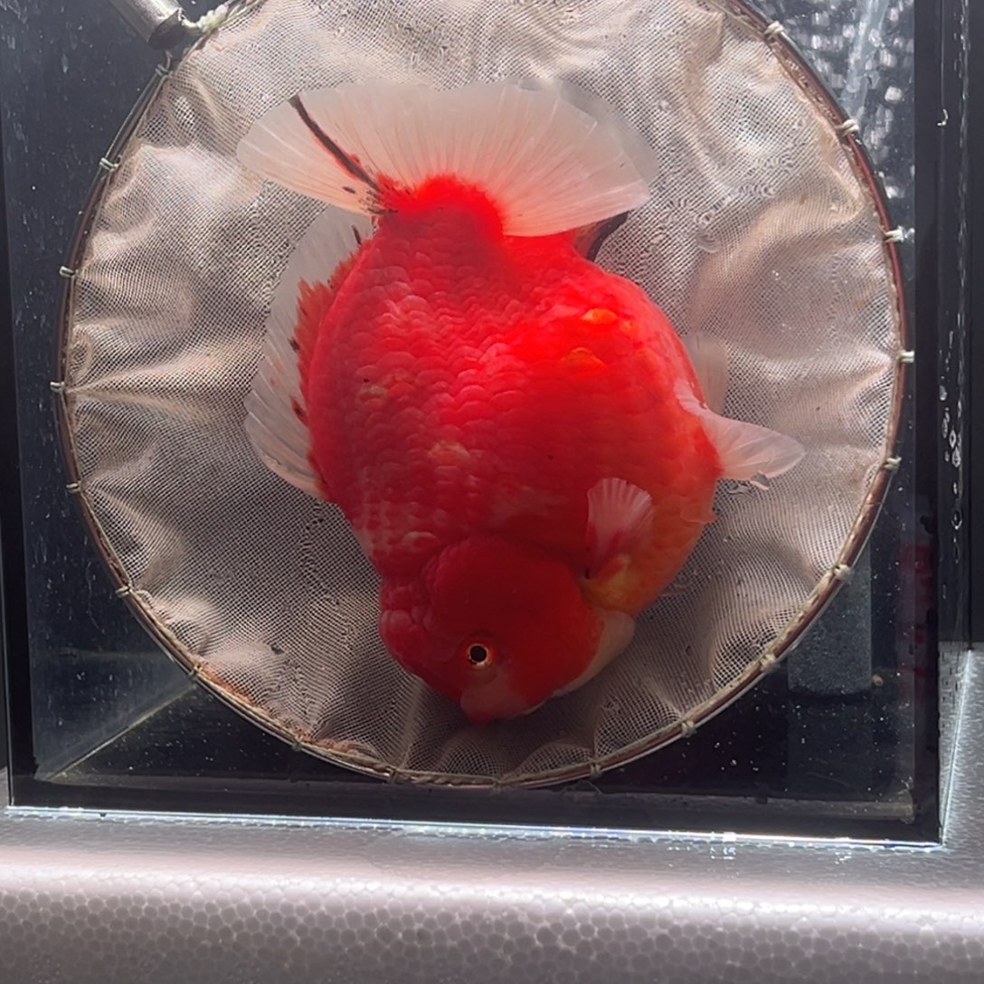 金鱼017。 9999999999999