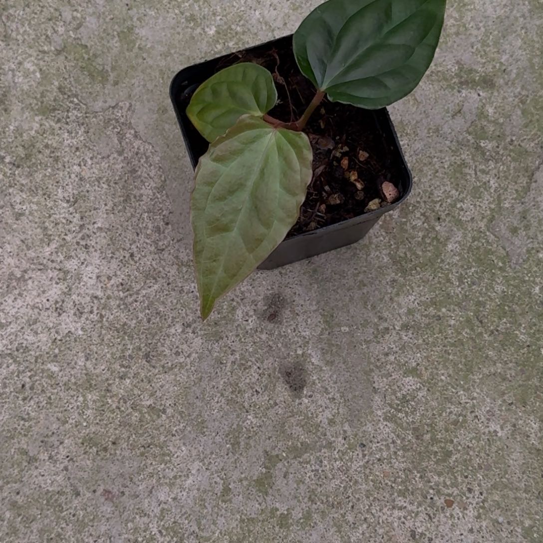 无花朵黑奢华杂花烛