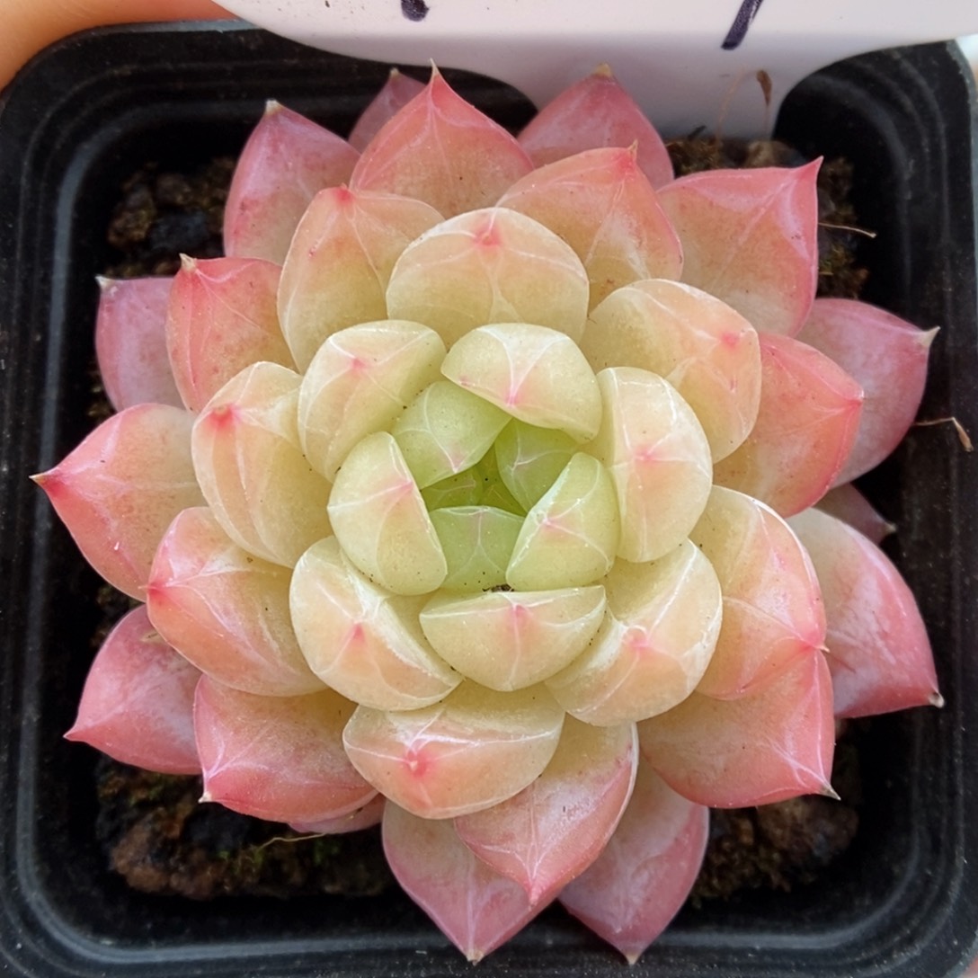 糖心珍妮可拍951号 