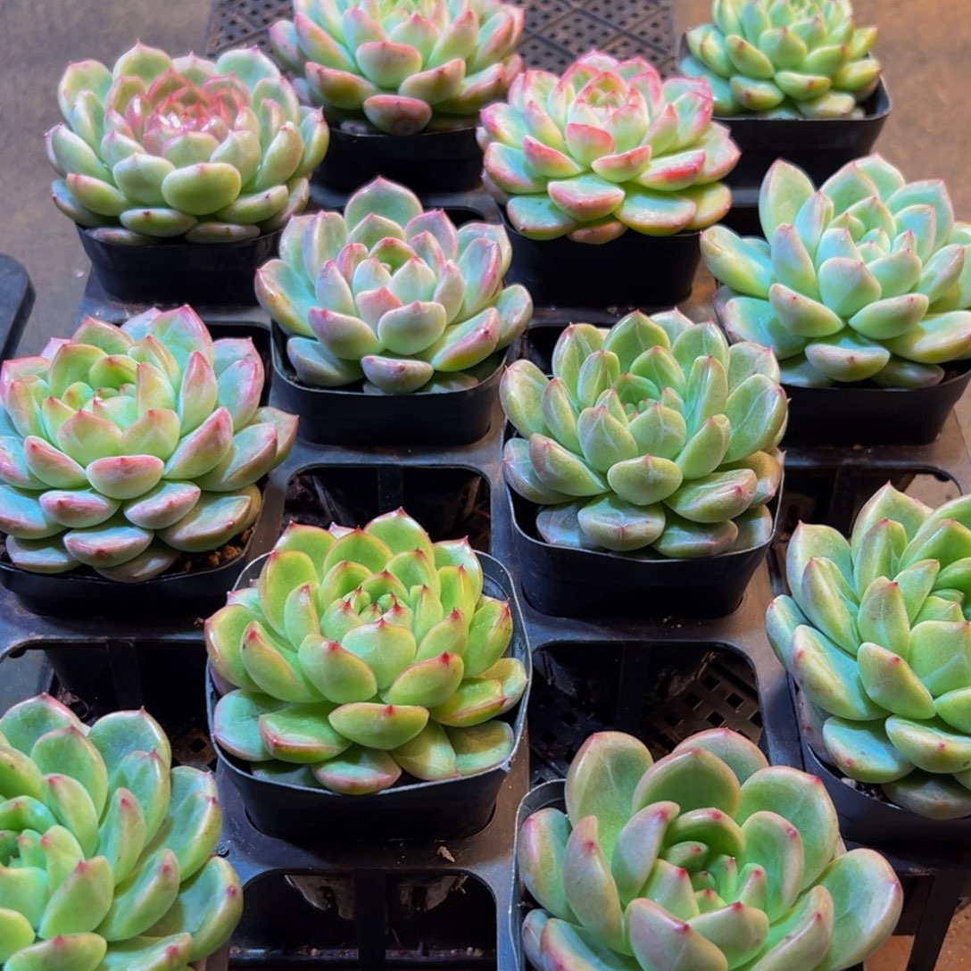 612多肉葡萄的味道是真的很好吃的