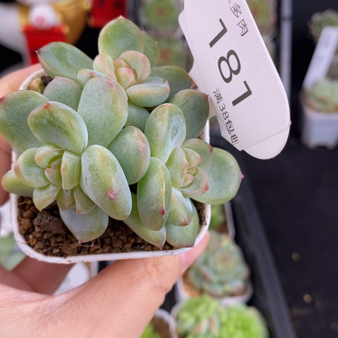 玲珑心四头戴崽181号