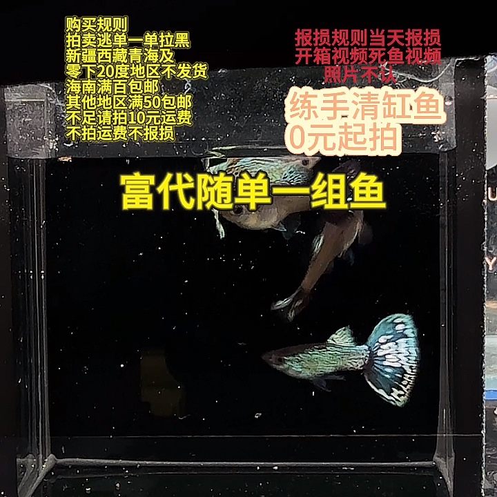 孔雀鱼粗体蛇纹马赛克
