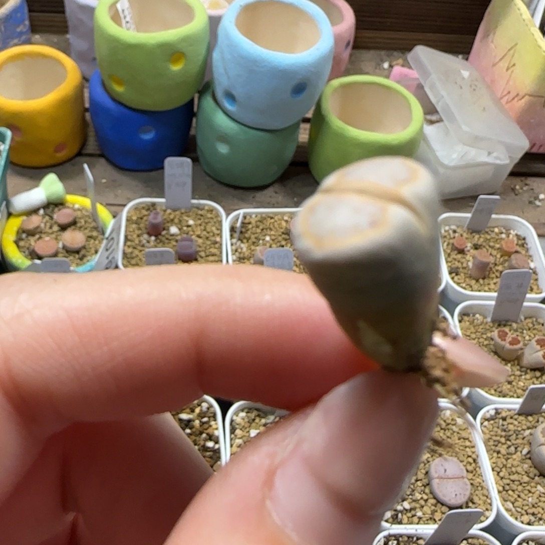 晴***.12.3.c216饼干.9131干疤 无人福利