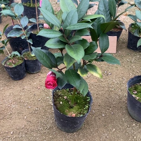 当前无花栽培后可以开花