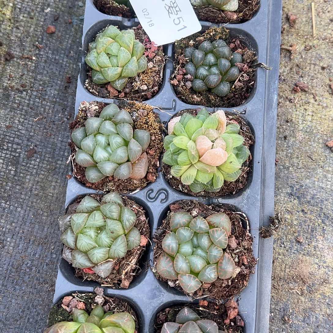 直播福利一物一拍51