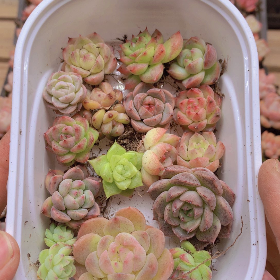 我要睡觉了哦晚安啦晚安016