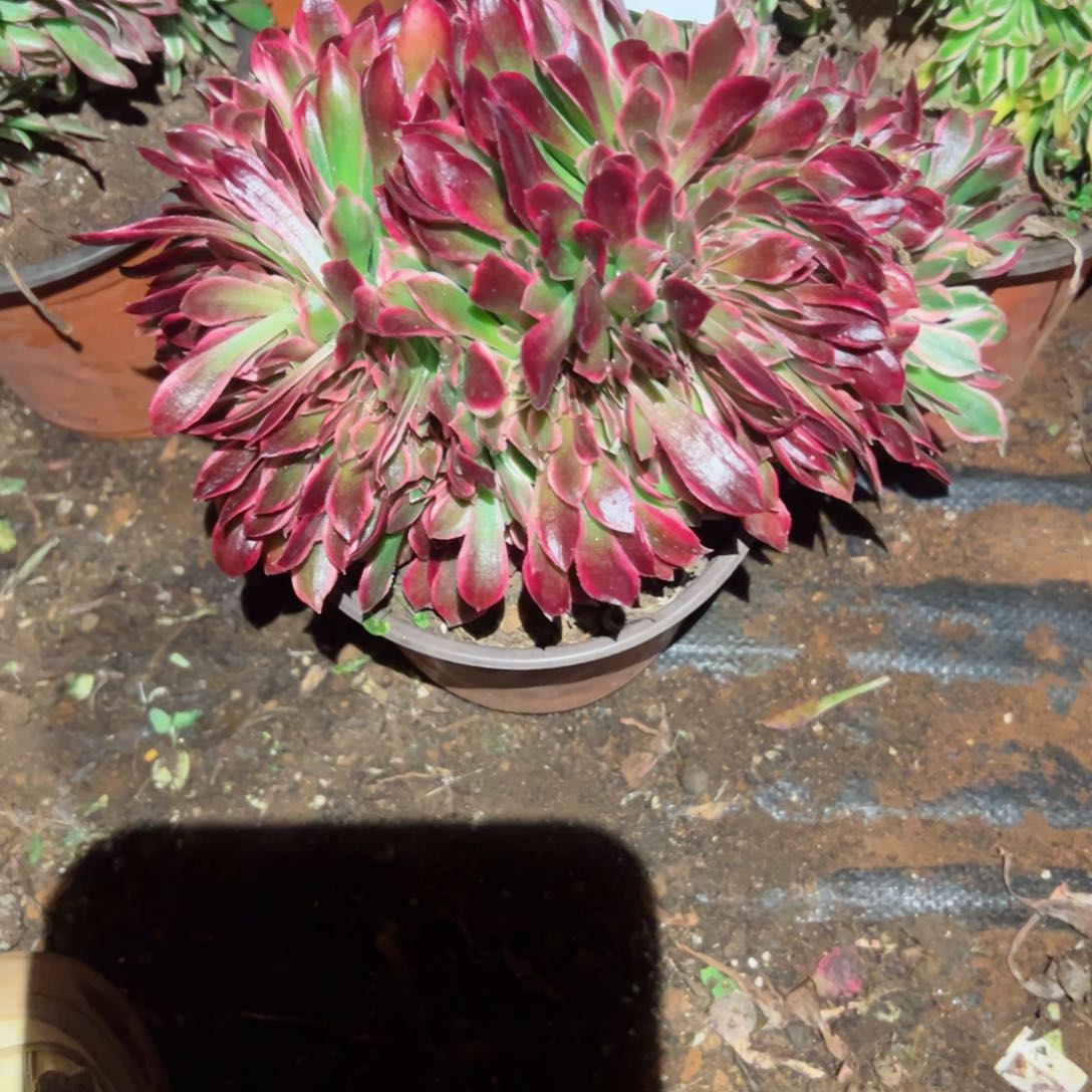 2217 号多肉植物法师