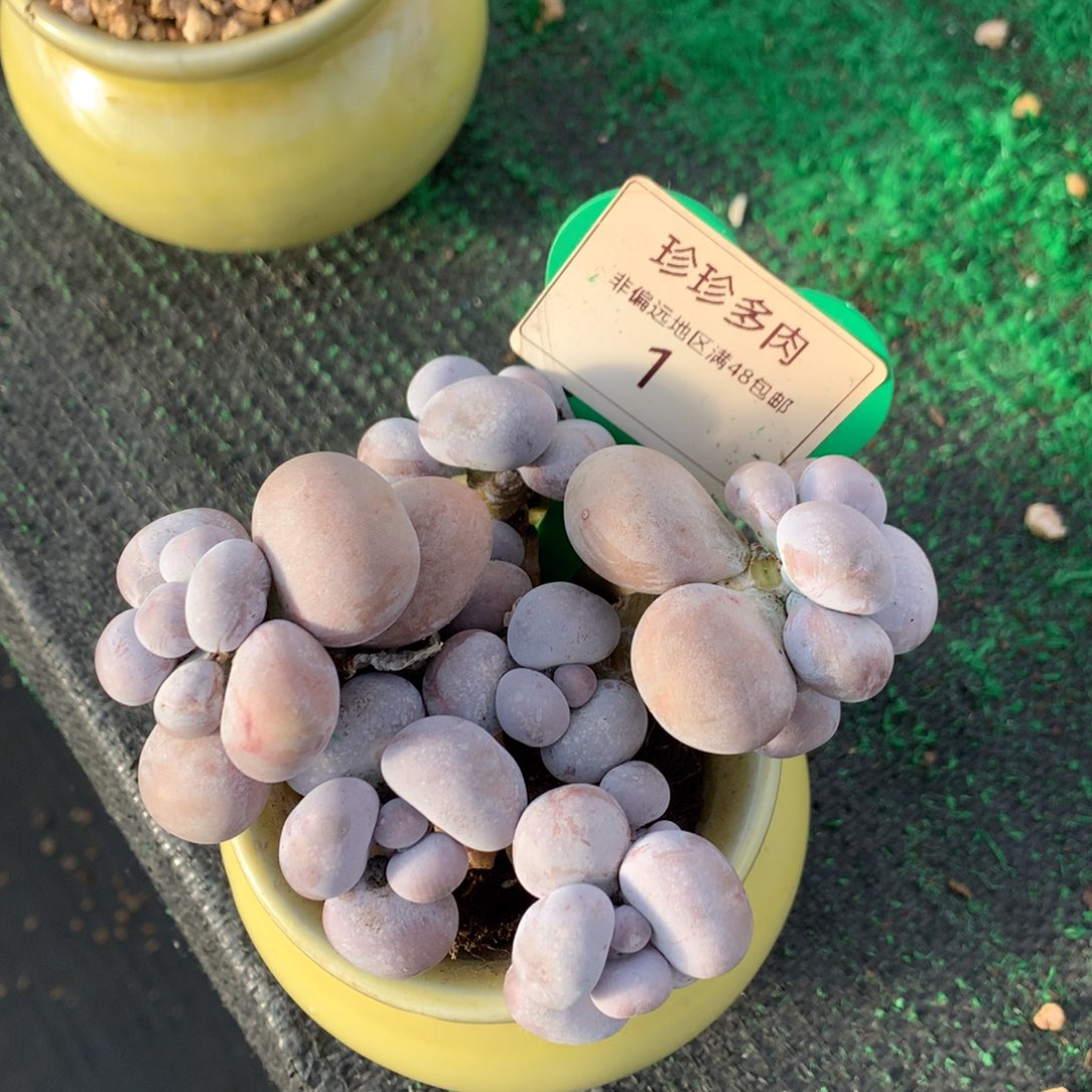 ****烟美人老桩无砍01