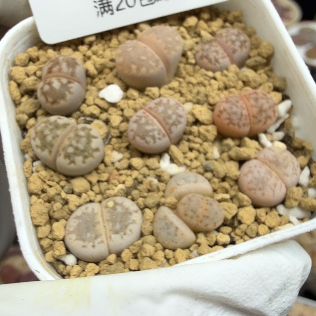 就可以用这笔的时间195这个