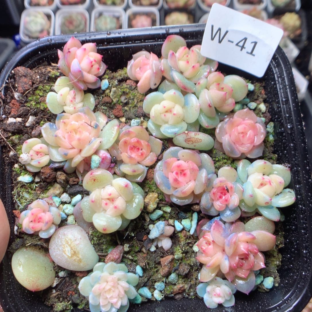 无花朵W41。 yyyyyyy