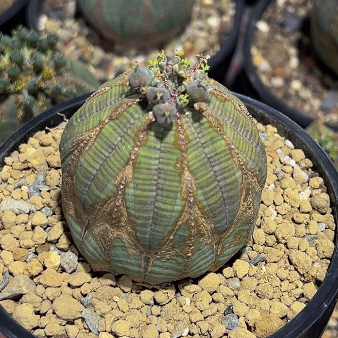 m欧系布纹球超潜力股带盆寄养