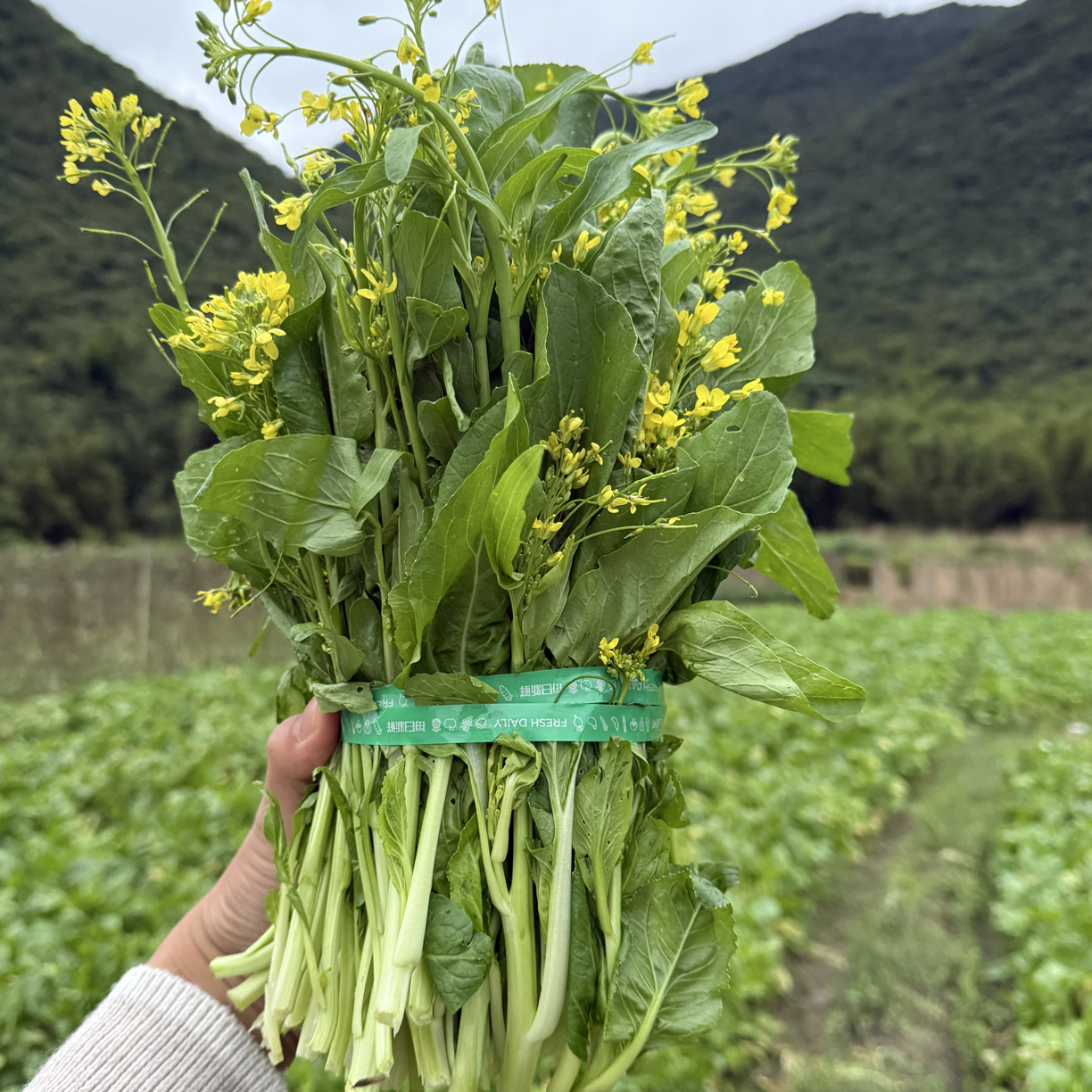 百日花菜心广东河源深山种植露天种植