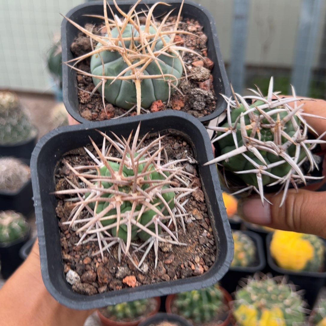 实生精选碧岩玉仙人球