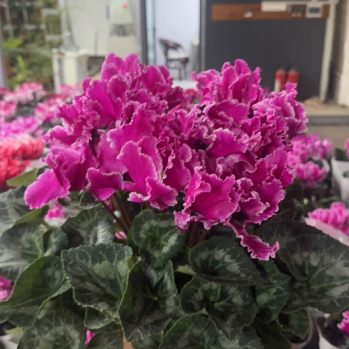 【胖胖】巨型（皱边紫火焰纹）1.5加仑一代大花仙客来带花带花苞发货