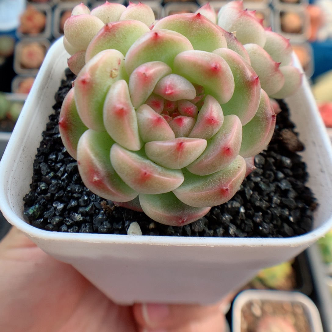 一物一拍精品多肉。 糖心三头带杆。 16