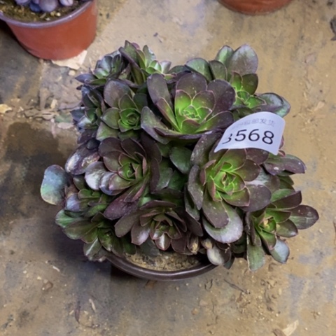 魅金玫瑰多肉3568