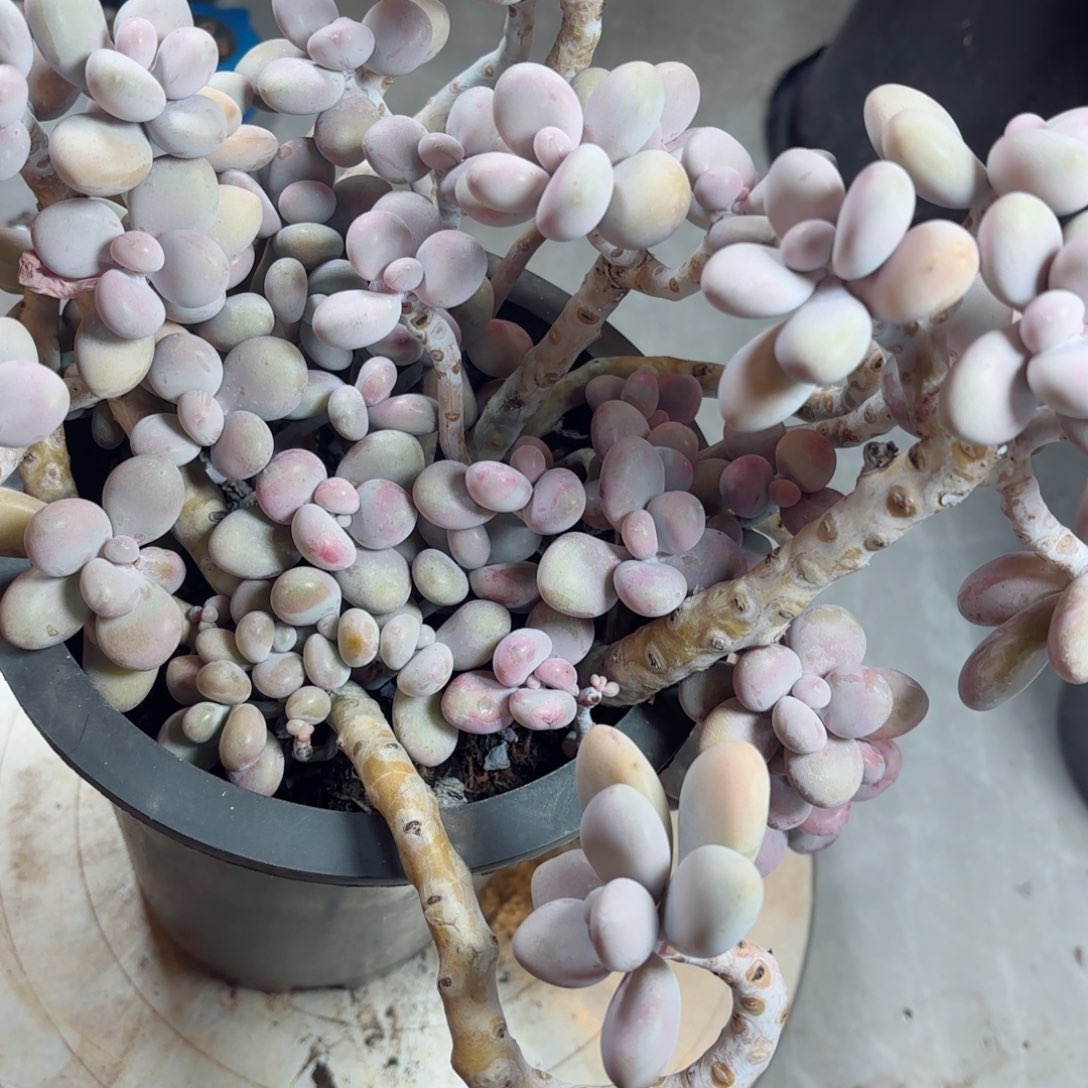 像****在桃蛋24。