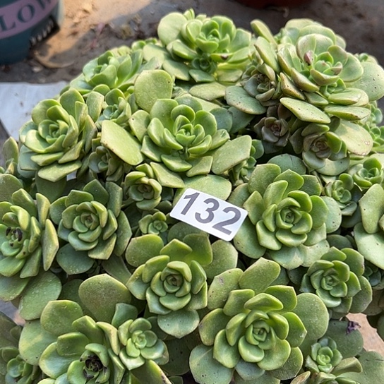 @**脸多肉植物一个