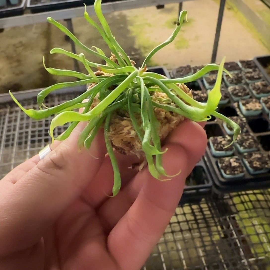 无花朵专拍眼镜蛇