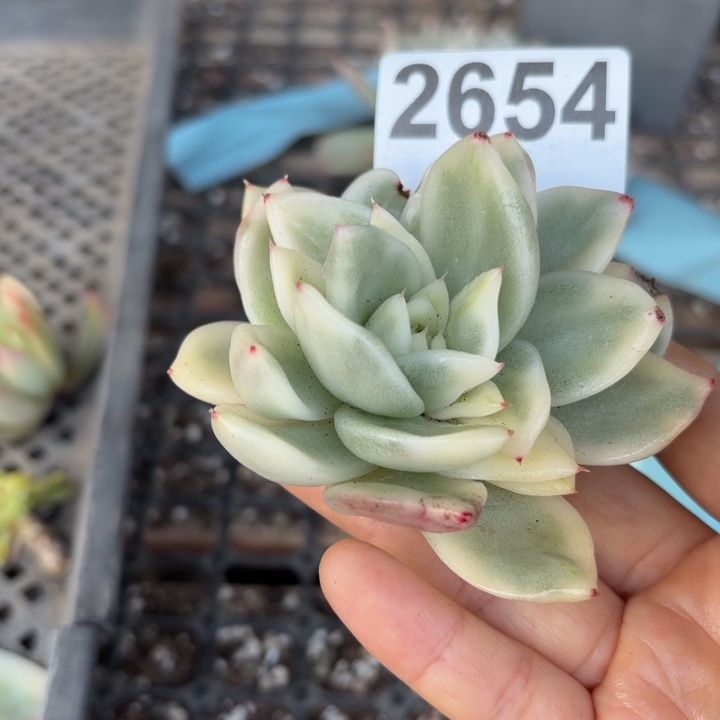 头盖锦无根当天次单满18包邮