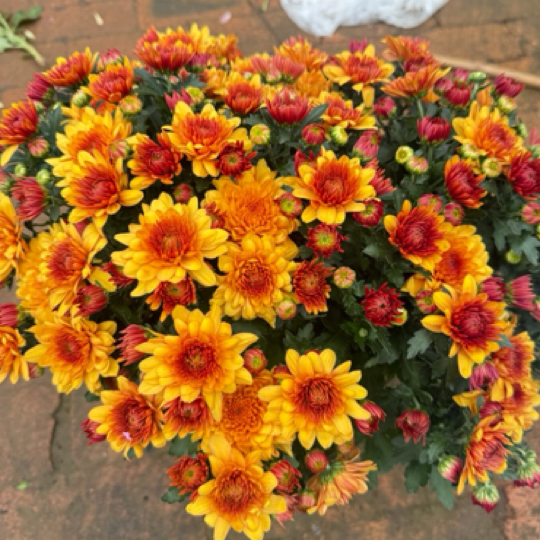 【金盏】盆栽四季开带花苞发阳台庭院好养绿植观花