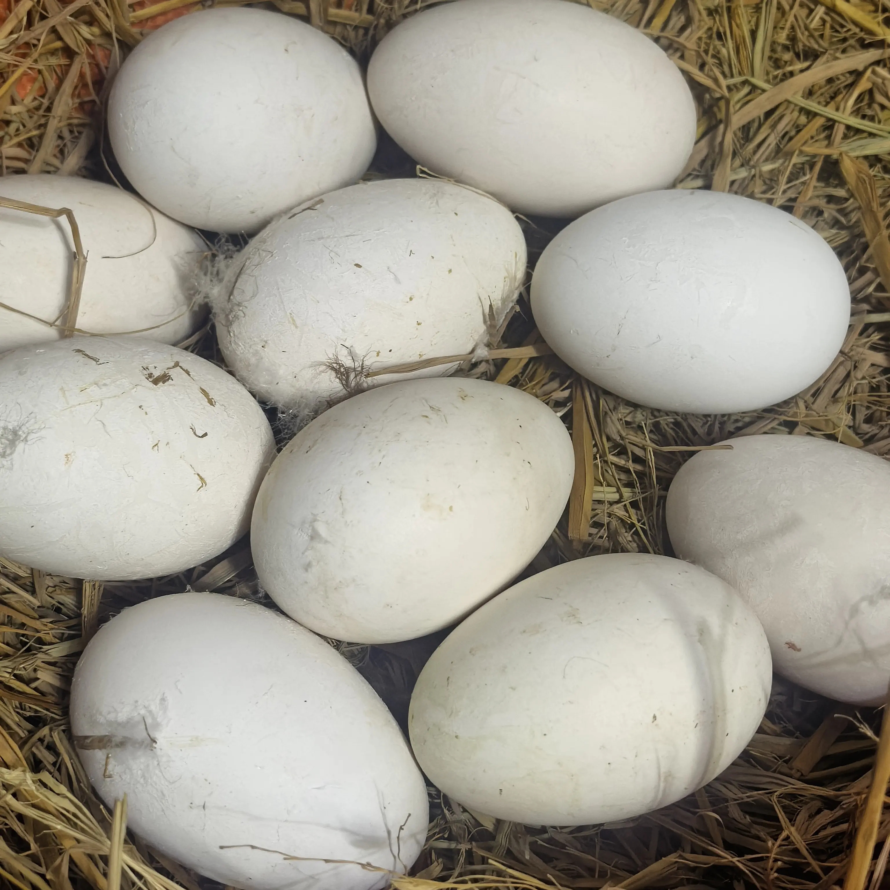 农家散养特大狮头鹅蛋新鲜现捡狮头鹅蛋