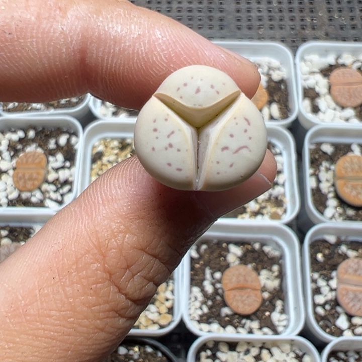 【闪购商品】1099……