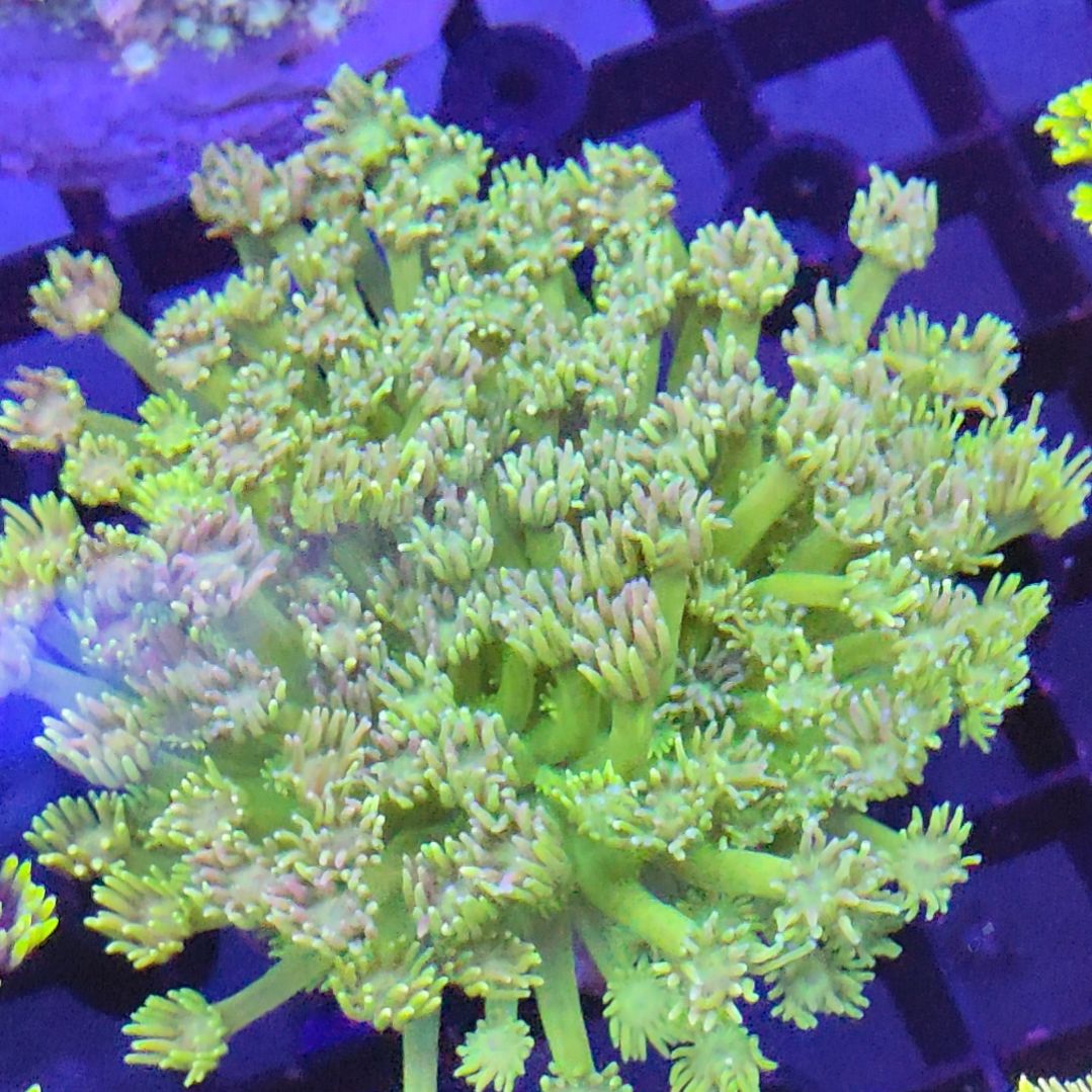 智海珊瑚不接受退货不包邮