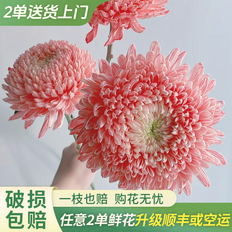 【大聪明卖花】牡丹菊云南直发鲜花家居水养鲜花花束客厅