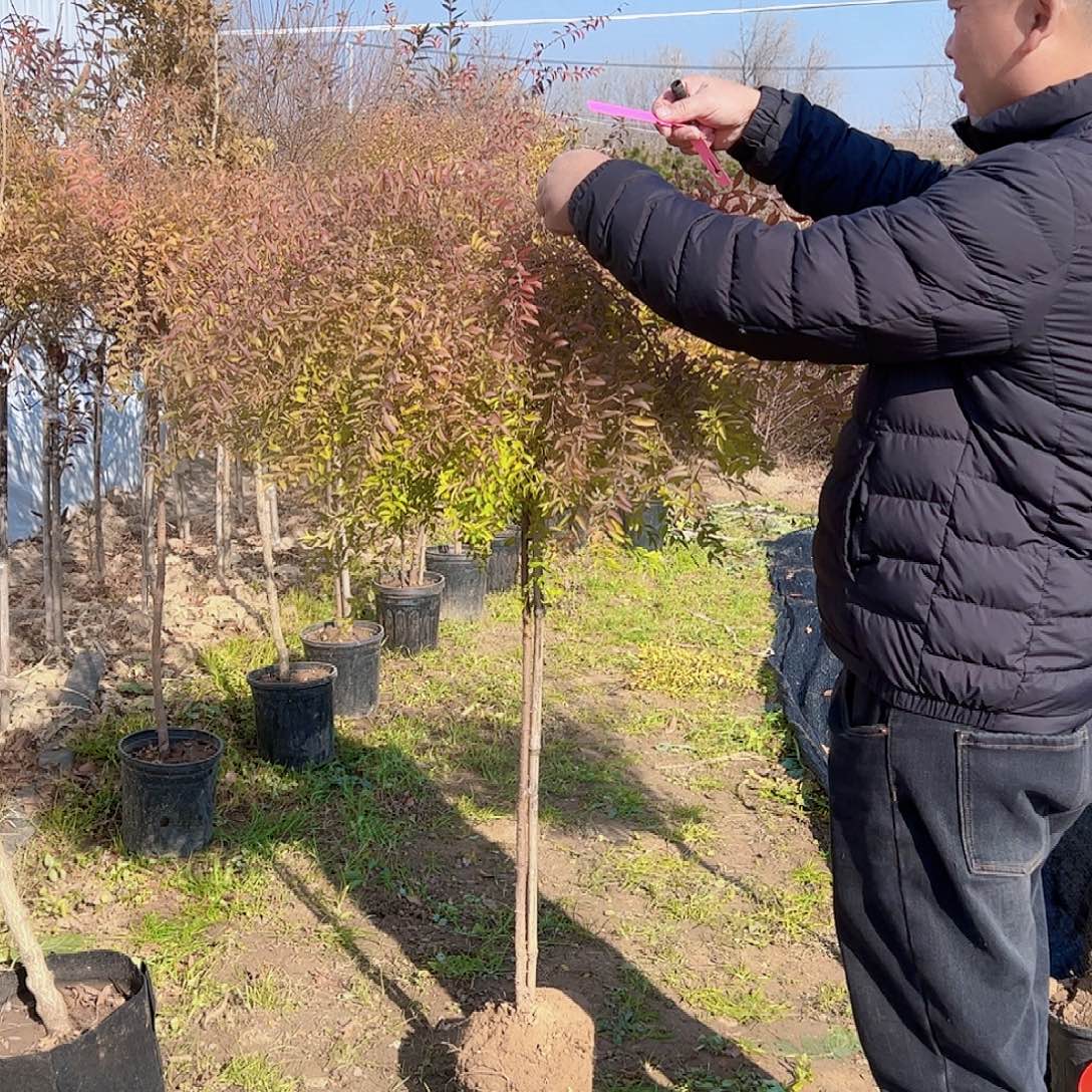 完全开放雪柳喷雪花棒棒糖