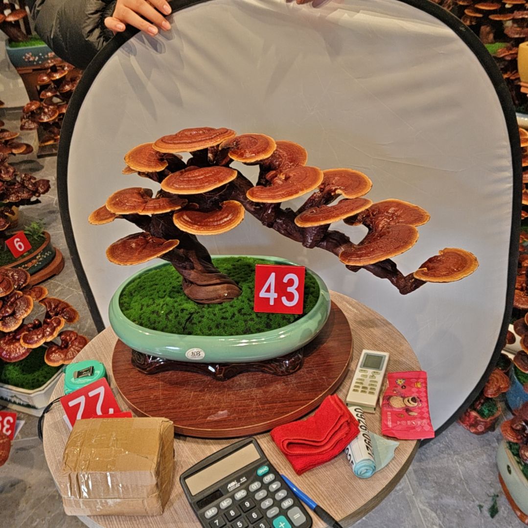 灵芝盆景高端大气上档次