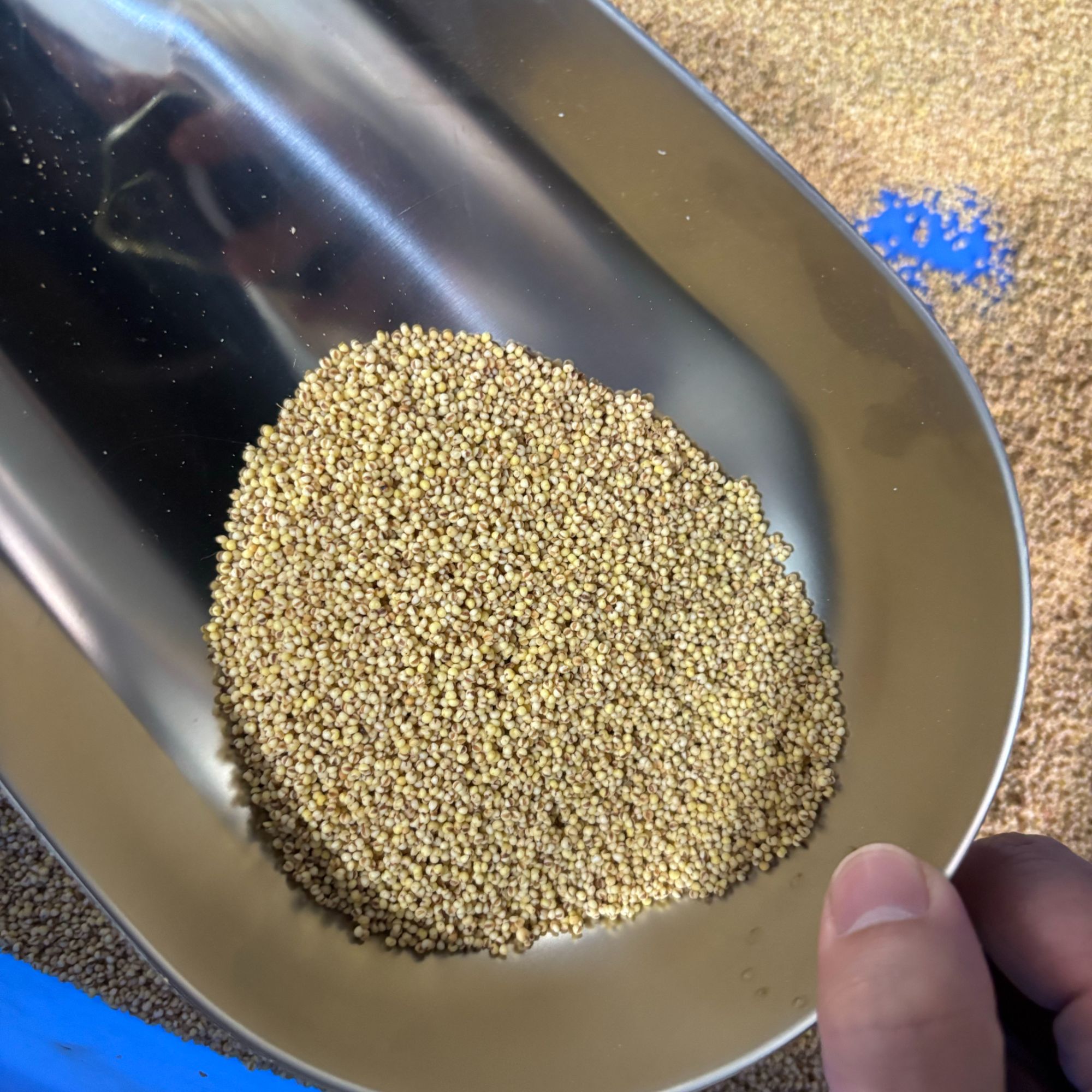 鹦鹉用断奶蛋小米