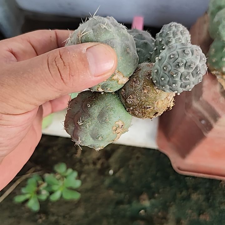 无花朵多头无根习志野