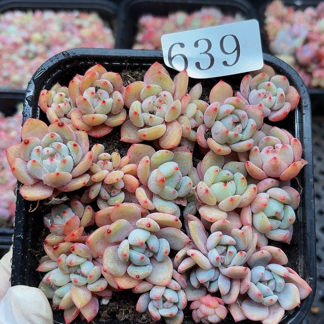 多肉植物多肉植物639