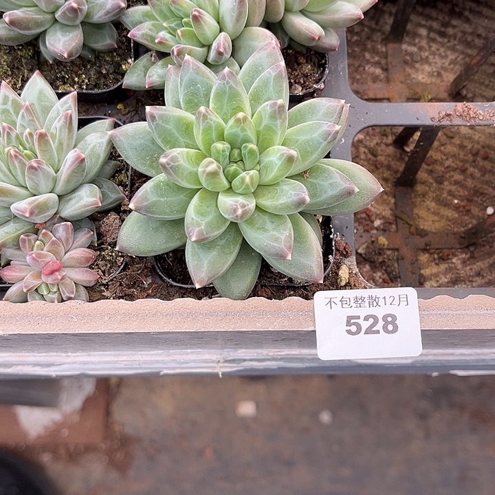 阿雅园艺。      528