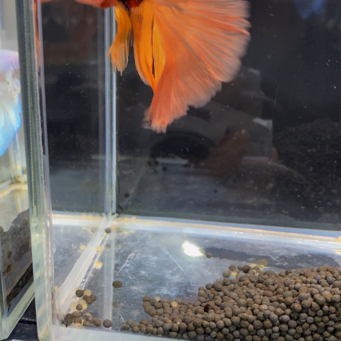 斗鱼434巨斗111111