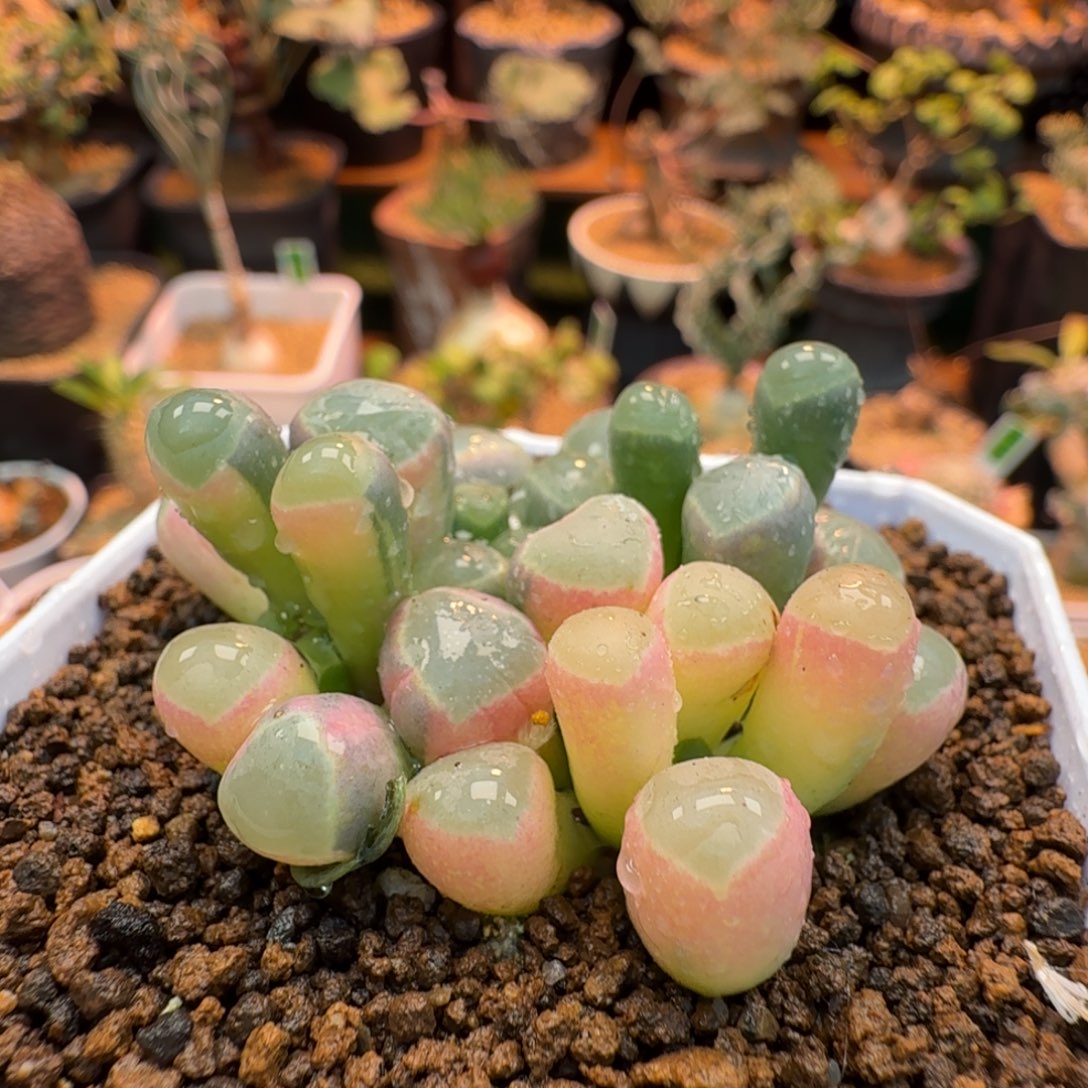 五十玲玉锦756 仙人球