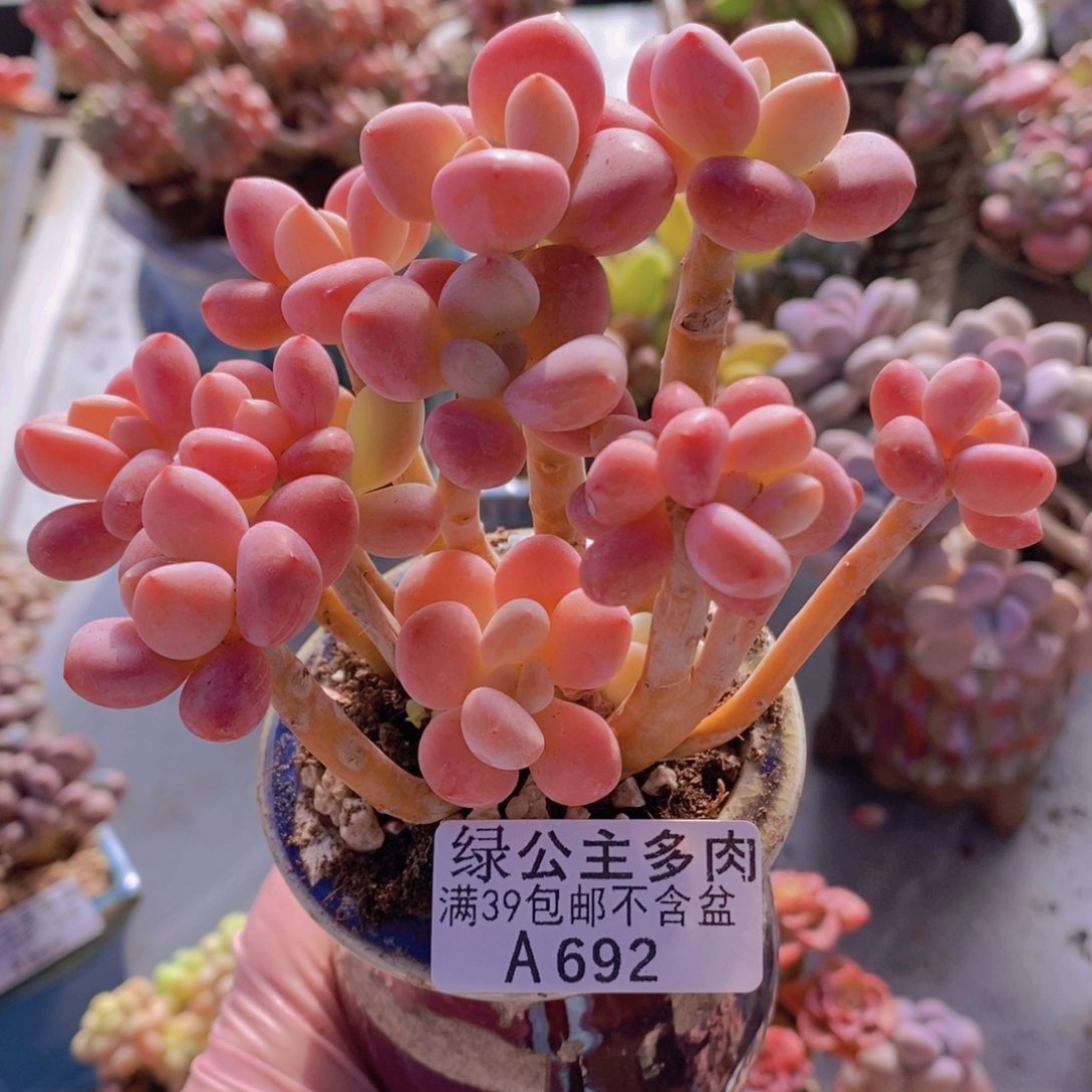 樱花洛神10cm692多肉酱 