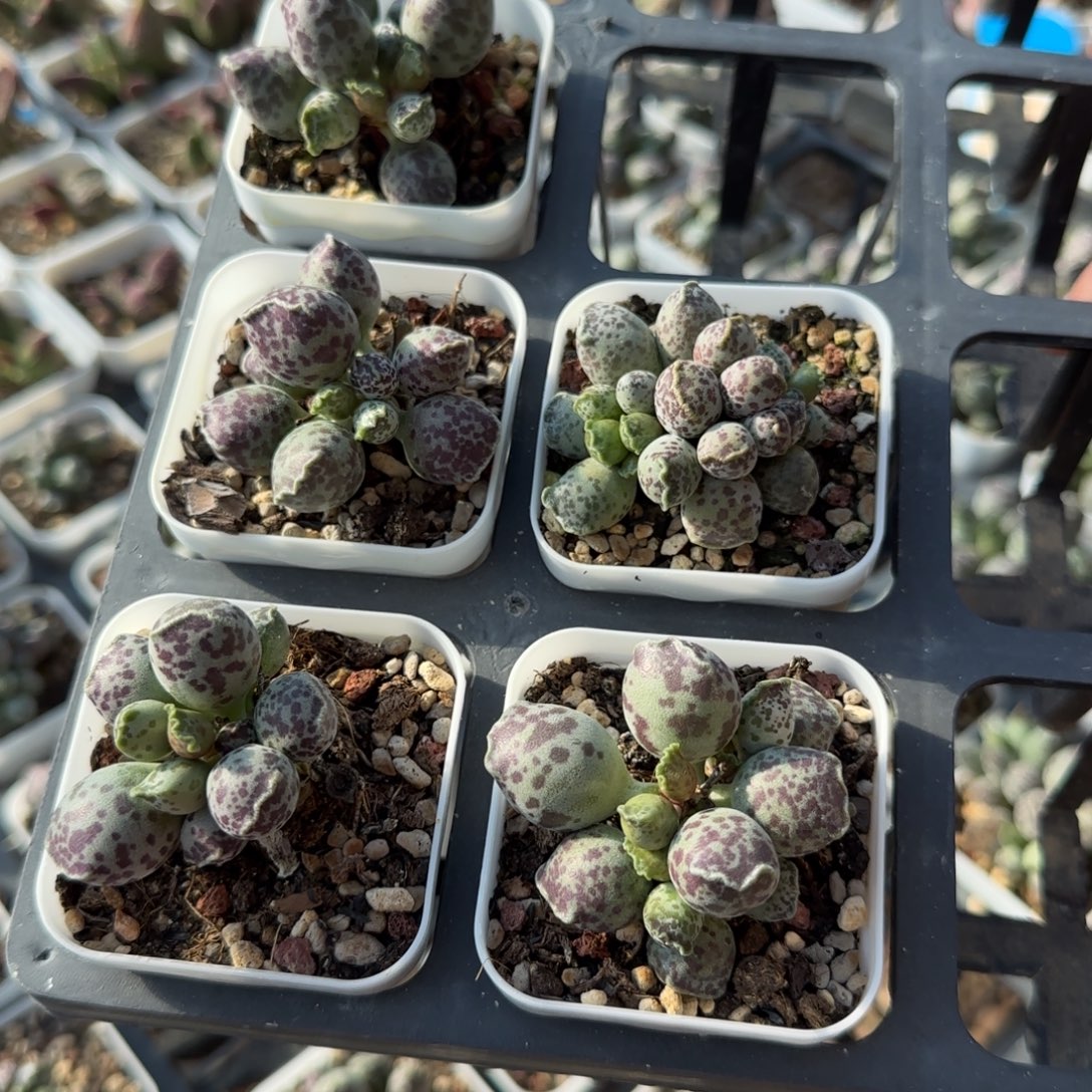 单颗达摩海豹量拍