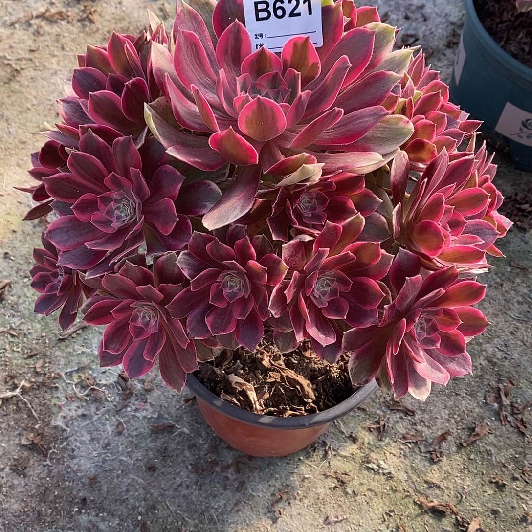 爱****兰幻莎多肉有断枝621