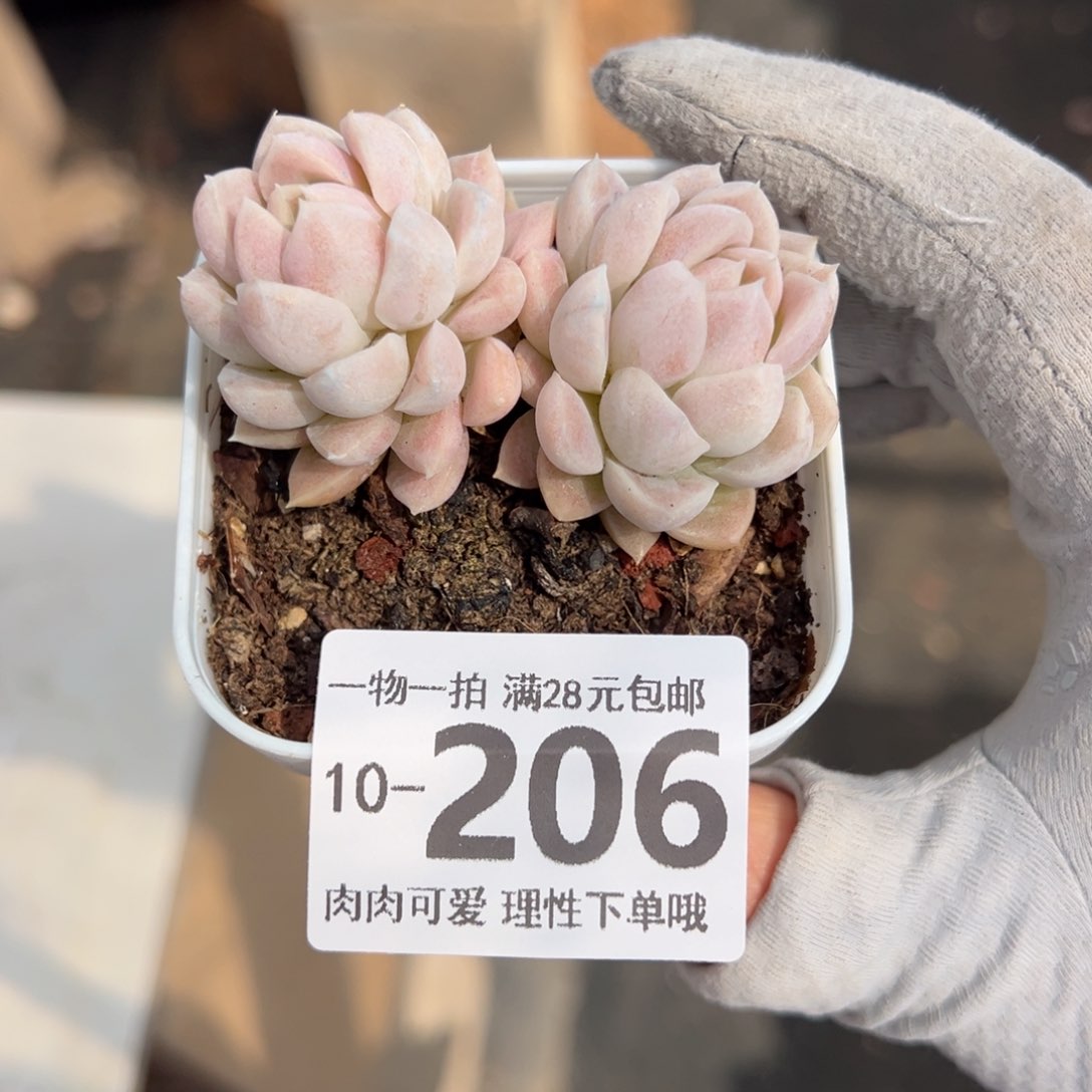 奶油美人多肉多肉多肉