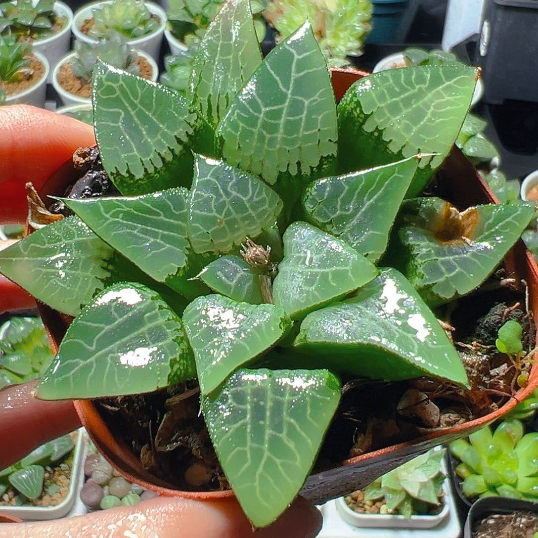 5293玉露多肉植物一颗