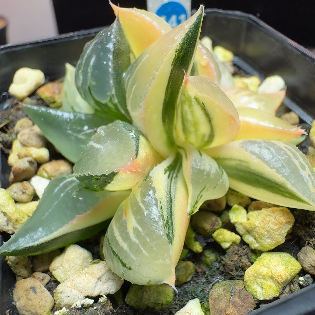 恭喜发财酒吞童子0141