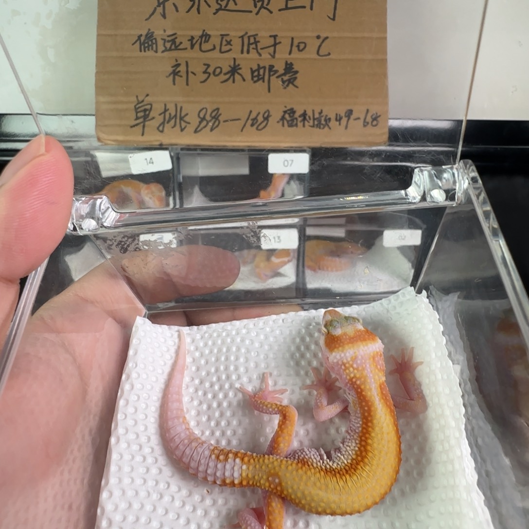 豹纹守宫白黄暴龙弟弟