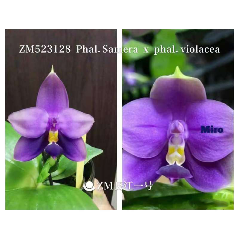 2.5寸 莎美娜交印地狗-苗 原生趣味 蝴蝶兰