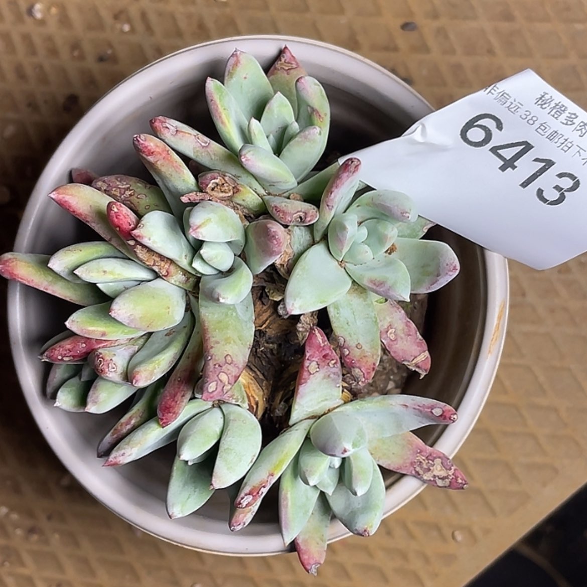 【闪购商品】泡芙杂